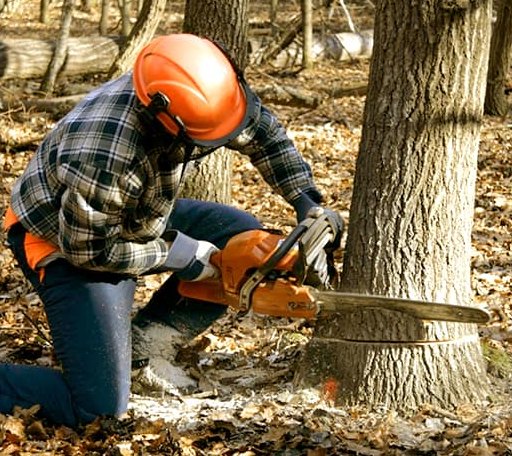 Tree Removal in Toddville, MD